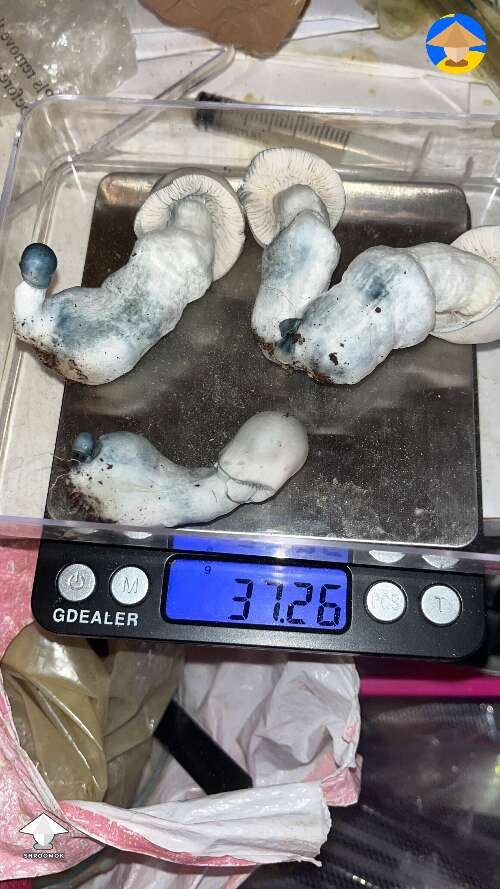 First time growing ever. First monotub. Did APEs and so excited #2