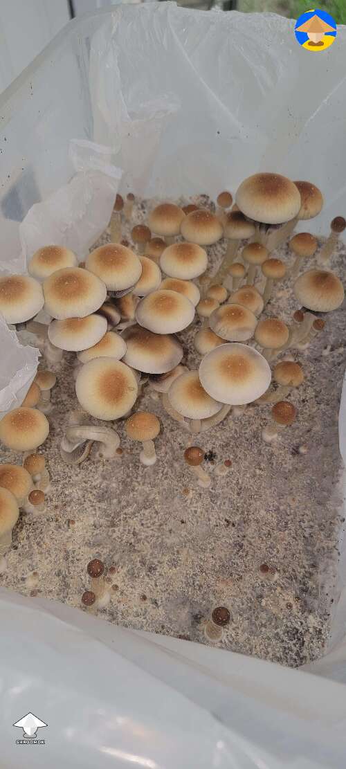 Fantastic fungi growing Vietnamese Hanoi