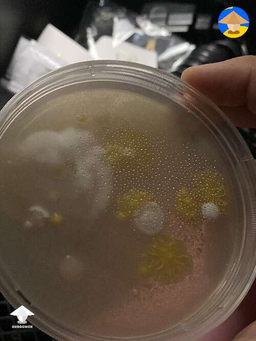 Some of these contaminants are so cool looking #3