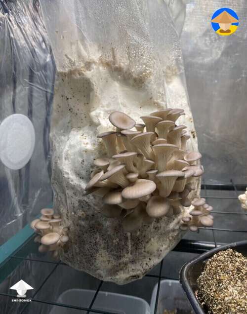 Growing mushrooms in grow tent