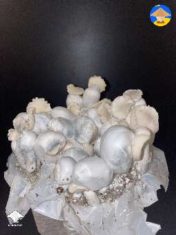 Yeti (Bottle Tek) harvested 108g wet shrooms