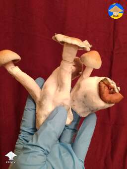 Hillbilly pumpkin shrooms