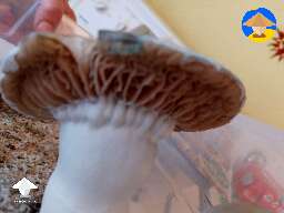 JMF Jedi Mind F*ck mushroom