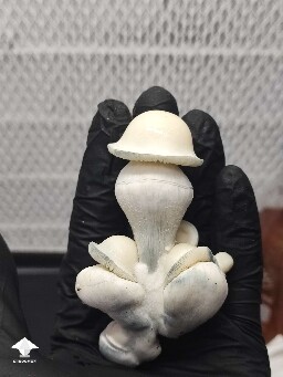 Albino Penis Envy mushrooms #2