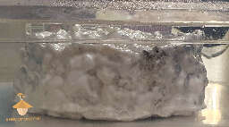 Micelium overlay fix mushroom cultivation