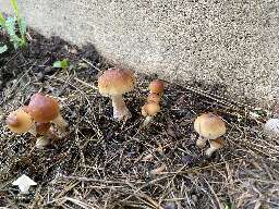 Morning update on Tidal Wave outdoor mushrooms