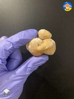 Melmac Dino Eggs blobs mutation, Bottle Tek