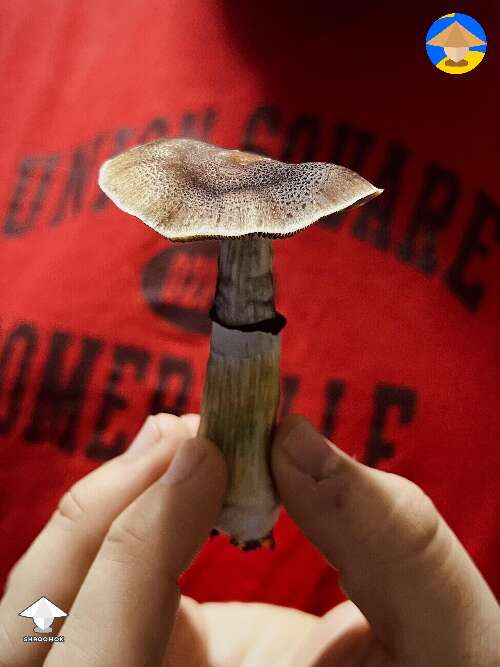 Cubensis Orissa magic mushrooms #2