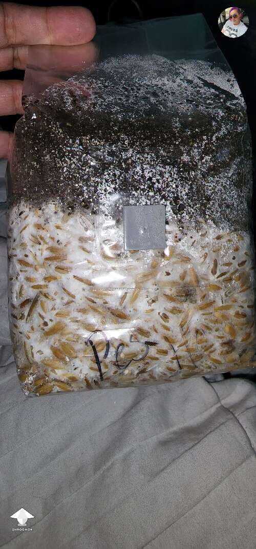 Cubensis Golden Teacher fruiting by Prof. Frags