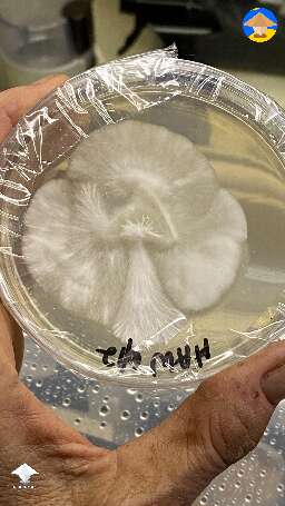 My Hawaiian Mushroom Angel