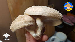 Harvested 2 shiitake 