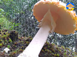 Amanita mushroom
