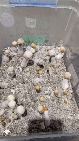 Cubensis Clockwork Orange fruiting