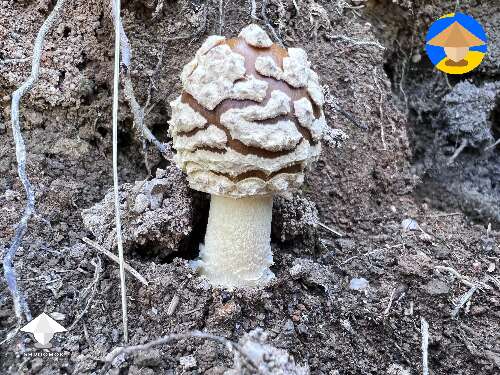Mushroom findings in the woods