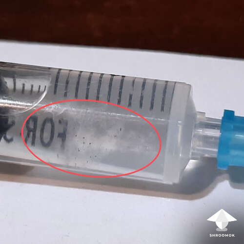 Liquid mycelium growth in syringe