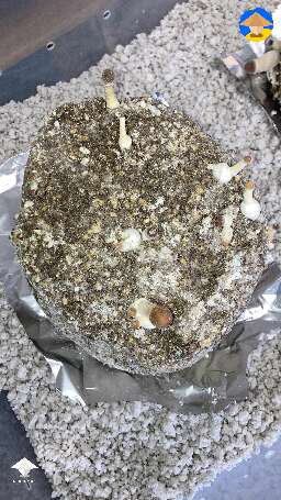 First time grower. How do they look? Details in the description #3