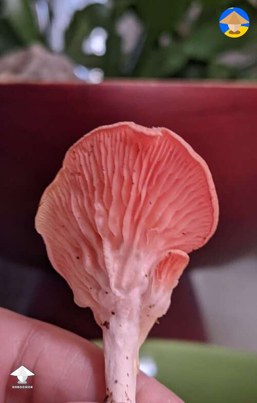 Pink Oyster mushroom
