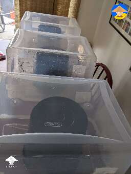 Inoculated 5 different types of oyster in these buckets