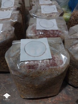 This looks like pink mold fusarium or lipstick mold contamination in my grain bags