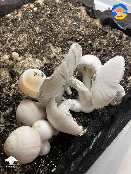 The Jack Frost mushrooms
