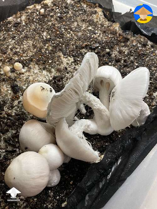 The Jack Frost mushrooms