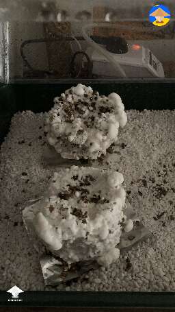 I’m not sure if it’s mycelium or some kind of white contamination