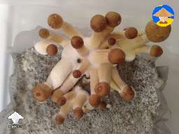 JMF Jedi Mind F**ck mushrooms