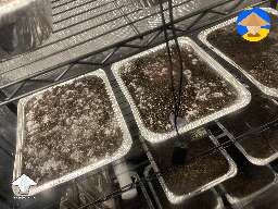 Mushroom cakes in grow tent