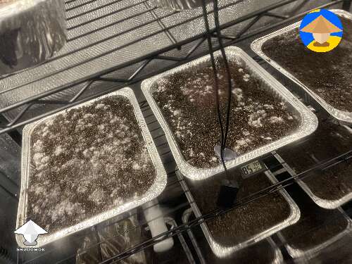 Mushroom cakes in grow tent