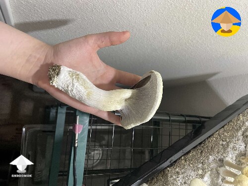 White Golden Teacher (leucistic GT). The biggest one dried was 8 grams