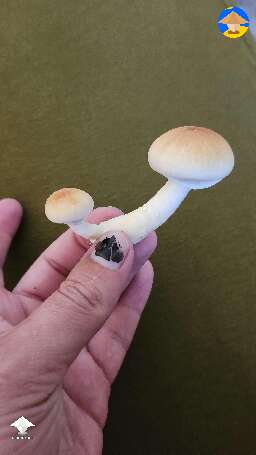 Shrooms from my contaminated cake