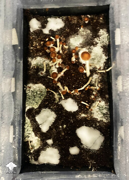 Penicillium contamination - too late for any treatment