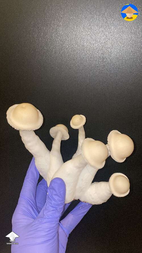 Great Northern White magic mushrooms #3