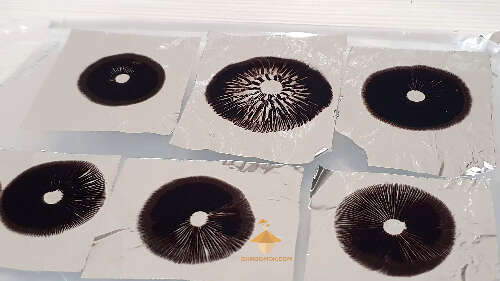 How to make and store mushroom spore prints