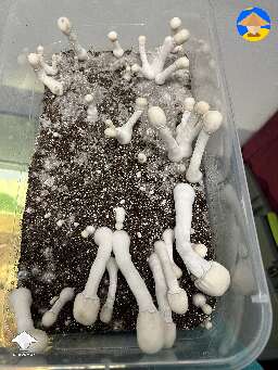 Cubensis Nutcracker magic mushrooms #2