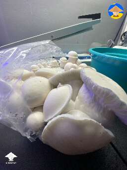 Gorilla Wizard mushrooms