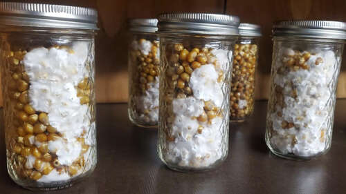 Corn for mushroom spawn