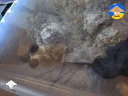 Z strain magic mushrooms are coming fast