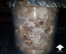 Grain colonization shiitake cultivation