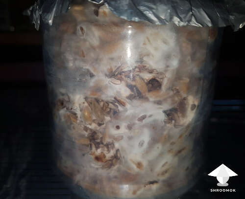 Grain colonization shiitake cultivation