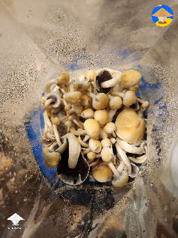 Cubensis LJMF strain - Leucistic Jedi Mind F*ck mushrooms