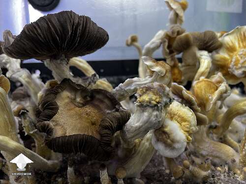 Ghidorah magic mushrooms growing