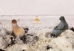 Funny psilocybe mushroom