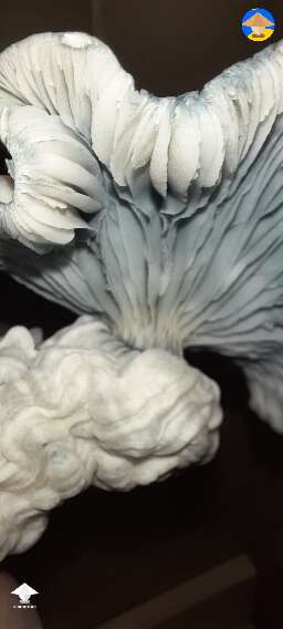 Gandalf shrooms harvest #3