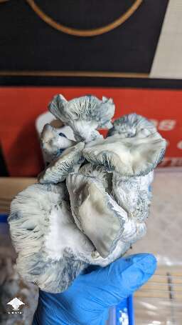 STAKZ magic mushroom strain #9