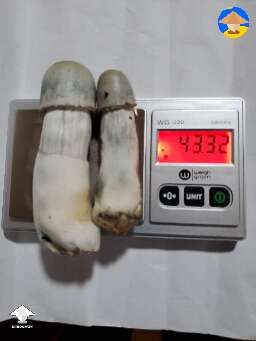 Albino Penis Envy mushrooms. I picked only 2 so far
