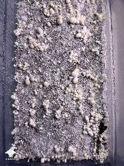 Jack Frost mushrooms making its debut