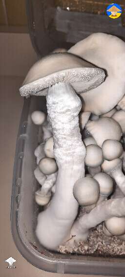 Gandalf magic mushrooms. Thank you for all the knowledge you have taught in the group #3