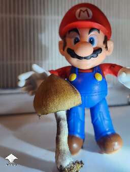 It's a gollum mushroom - I'm assuming from B+ lineage