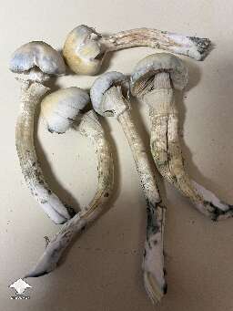 Midnight harvest - Leucistic Golden Teacher - 6 qt tub from UB tek